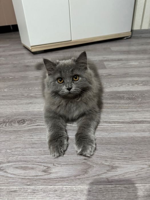Котенок длинношерстный британец