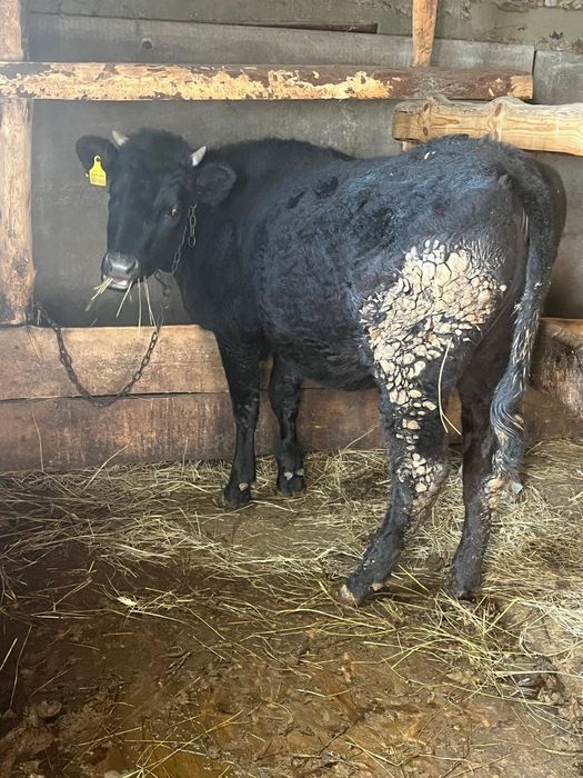 Продам Тёлка 1,1 год и месяц