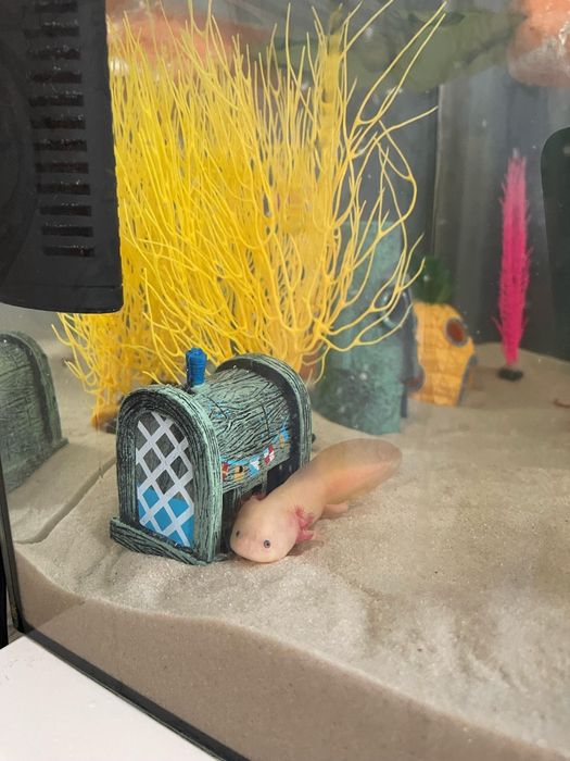 Продам рыбу аксолотль с аквариумом