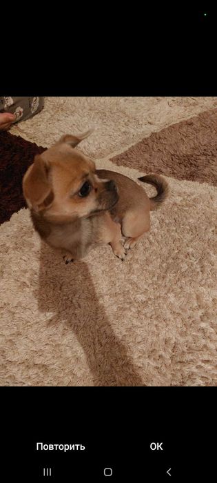 Собака чихуахуа девочка