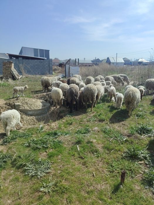 Бараны ягненок козы