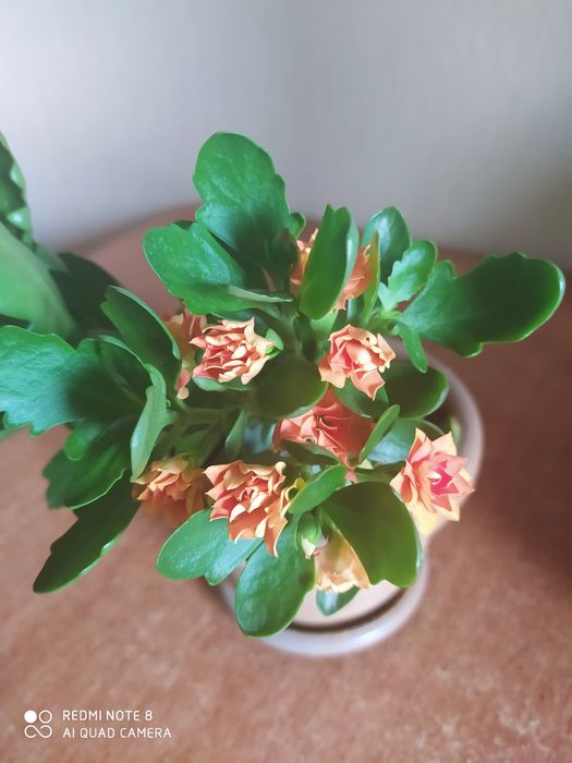 Продам комнатные цветы разные.