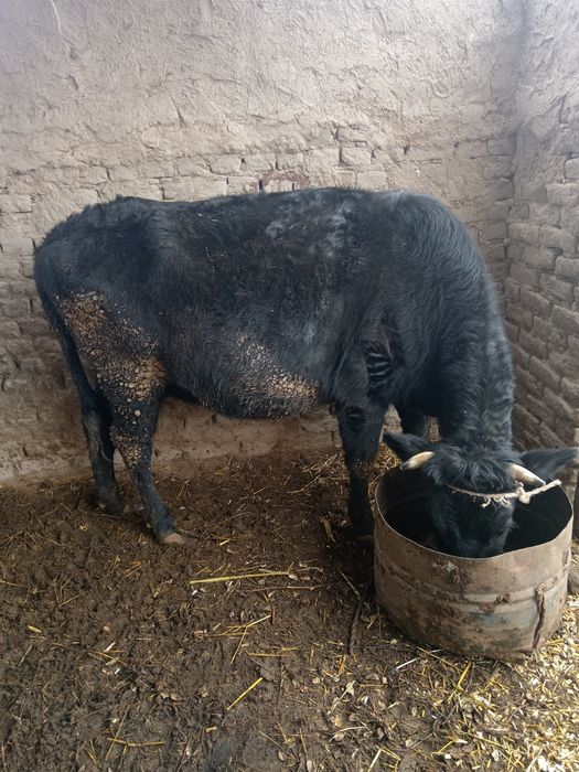 Mol sotilodi qisir mol