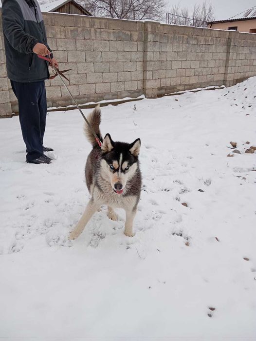 Хаски ұрғашы(девочка) 9 айлық