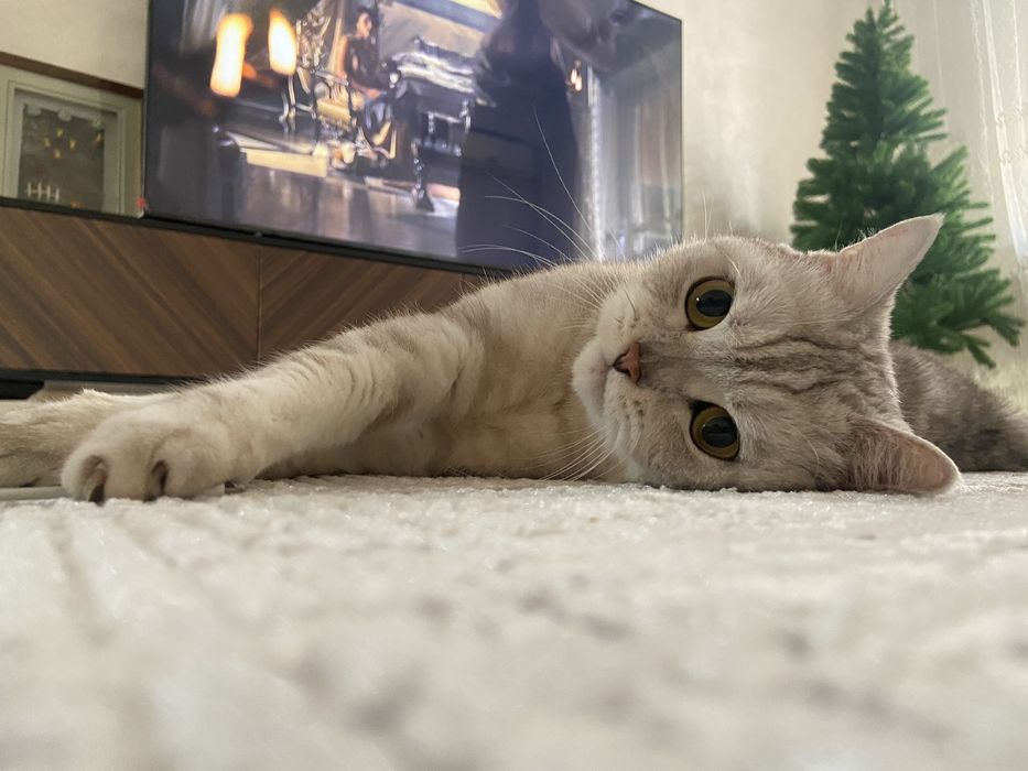 Отдам кошку в хорошие руки