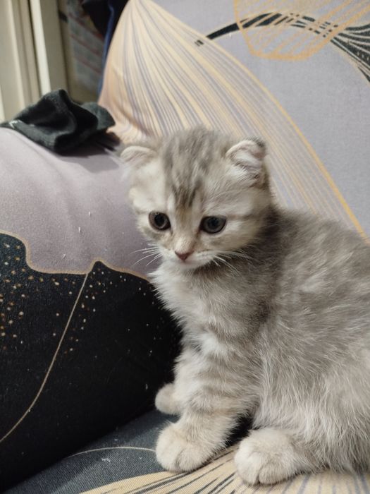 котята шотландские