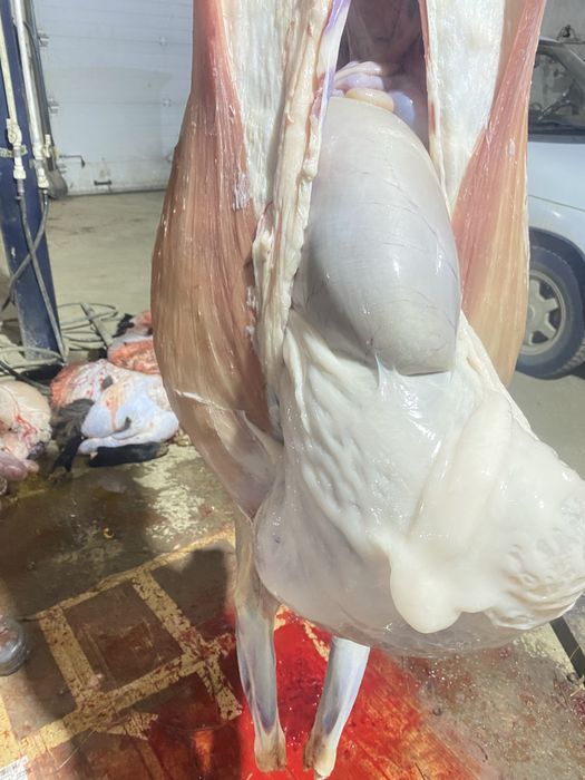 Қойлар сатылады продаются овцы