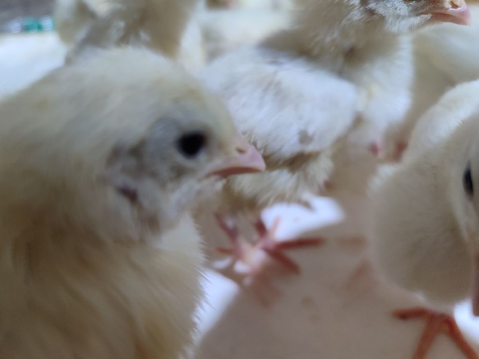 Ок рус товук минорка жужалари бор