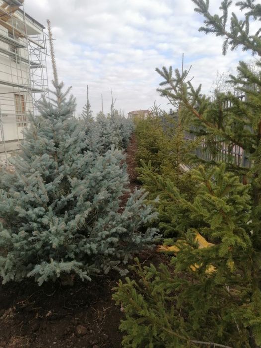 Саженцы все выди