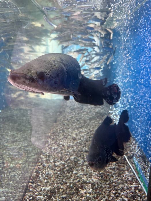 Arapaima 65sm xishnik