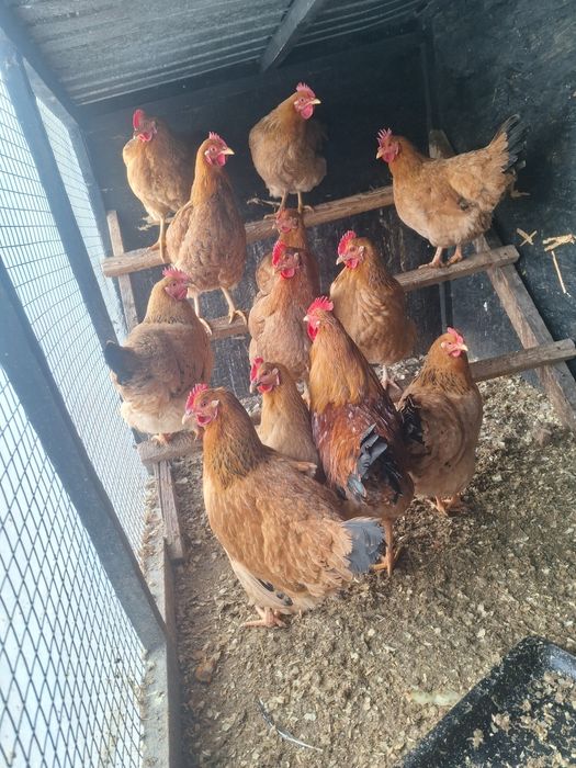 Кучин тауктар сатылады