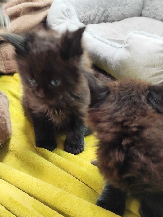 Малки котенца -Мейн Куун