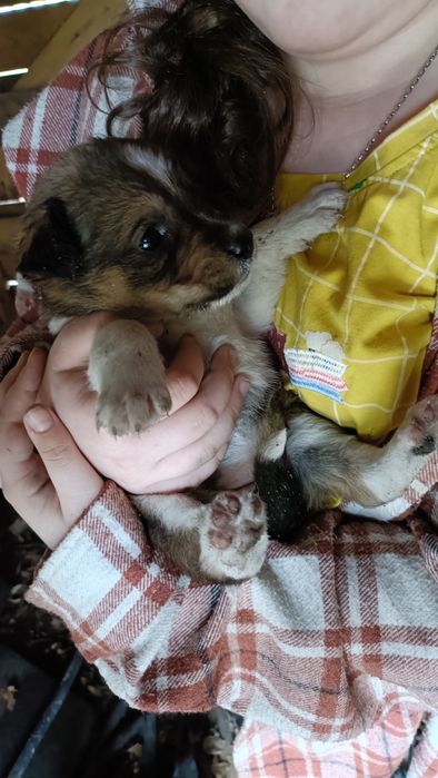 Отдам собак в добрые руки