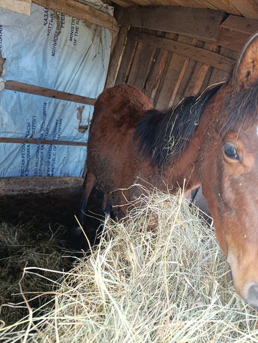 Продам  2 жеребят