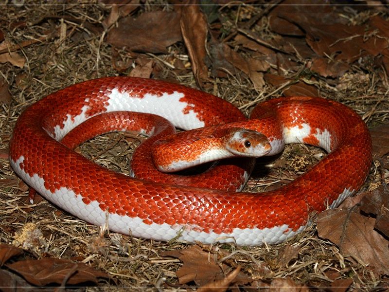Маисовый полоз Bloodred