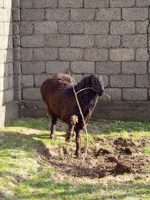 Бағылған қошқарлар сатылады