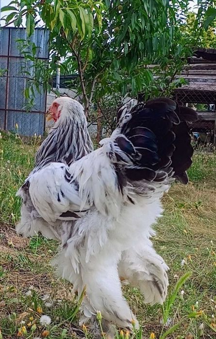 Cocoși Brahma HD. Disponibili