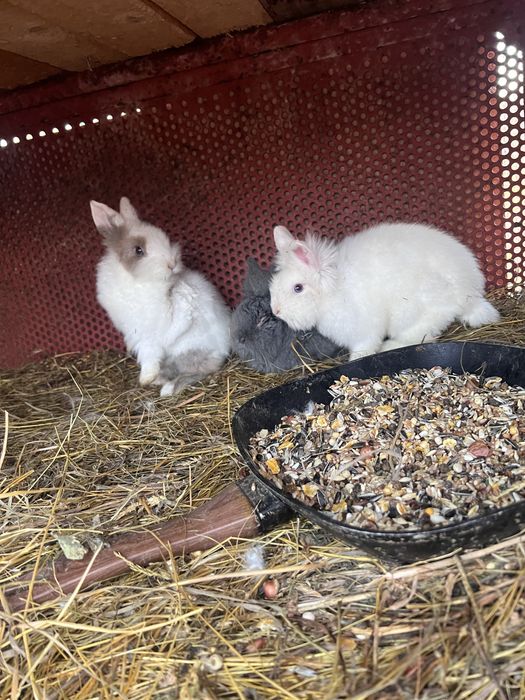 iepuri pitici CAP DE LEU