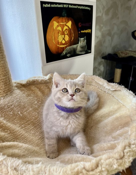 British shorthair liliac fetita