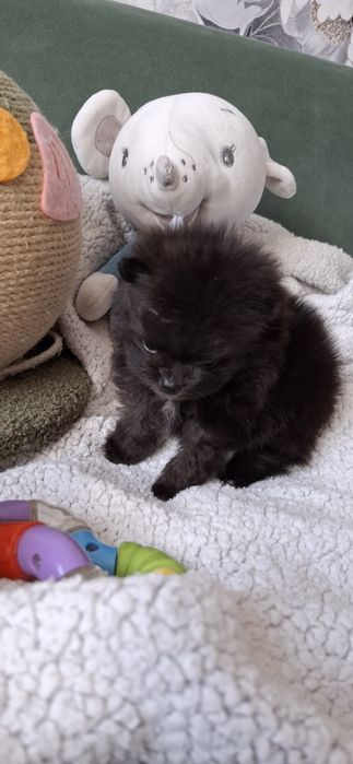 Щенки мини мини шпицульки