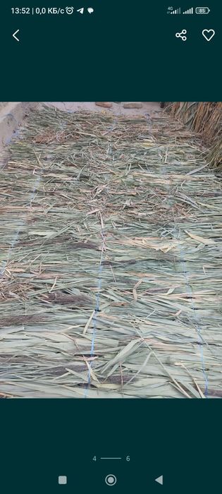 Камыш сотилади...