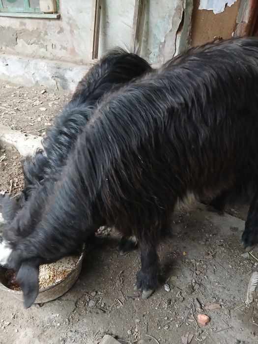 Ешки и Серке сатылады