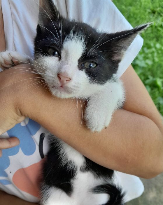 Dau spre adoptie acesti pisoiași