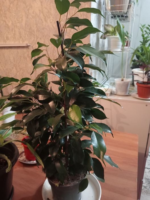 Продам комнатные цветы