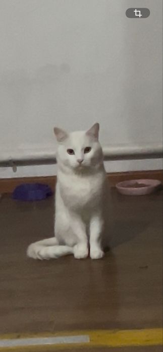 отдаем кота бесплатно