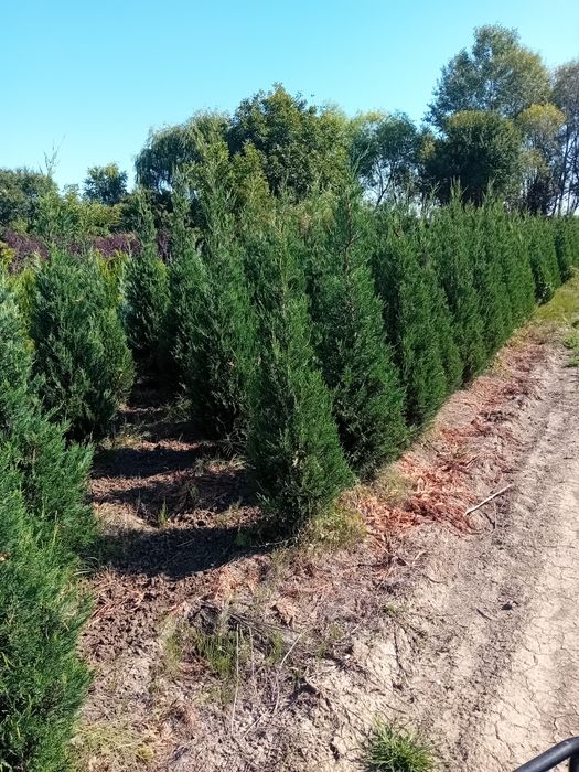 Chiparos leylandi plantație, pepinieră