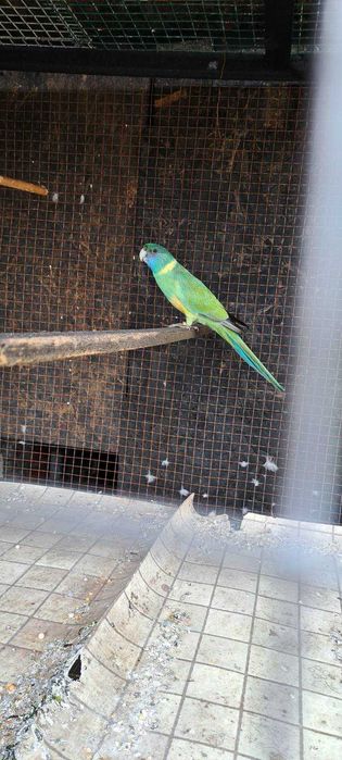 Продавам бернардова розела.