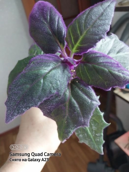 Комнатные цветы,адаптированные