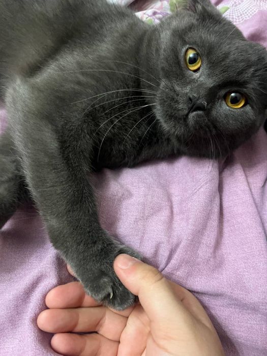 Взяка кот ищет самку