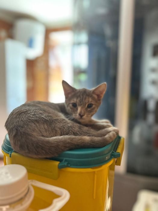 Отдам котят в добрые руки