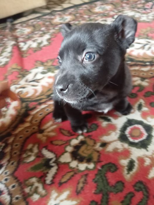 Метисы питбуля и дворняги