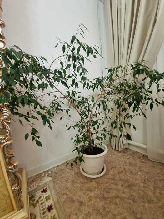 Комнатные  растения 3 штук