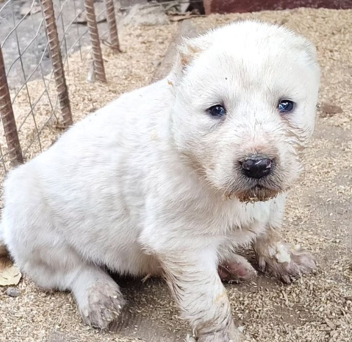 Шикарный щенки Алабая