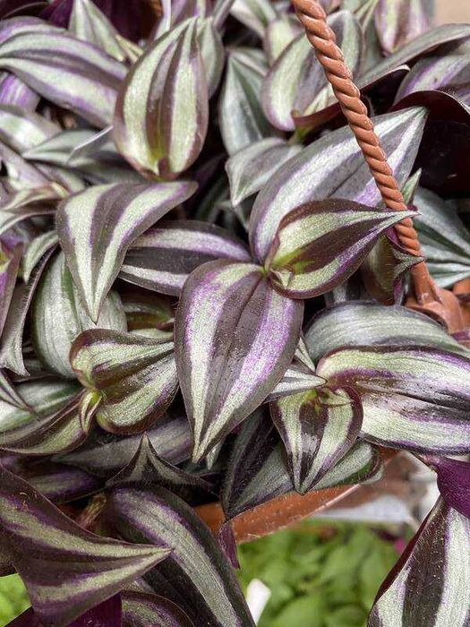 Традесканция Зебрина