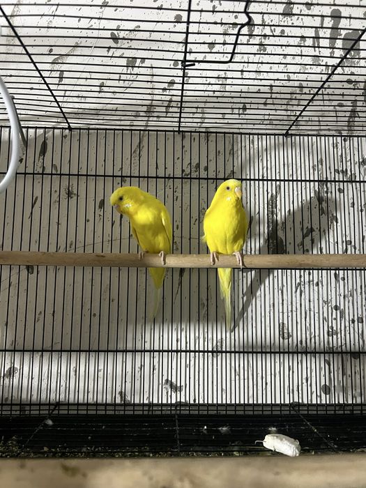 Волнистые попугаи пара лимон