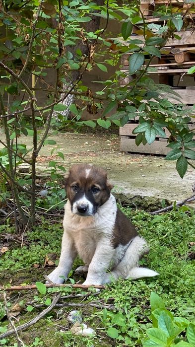 Таза қанды төбет линиясы бар