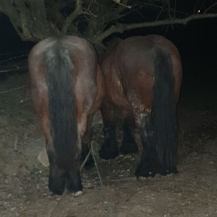 Vând iepe. Detalii la telefon.