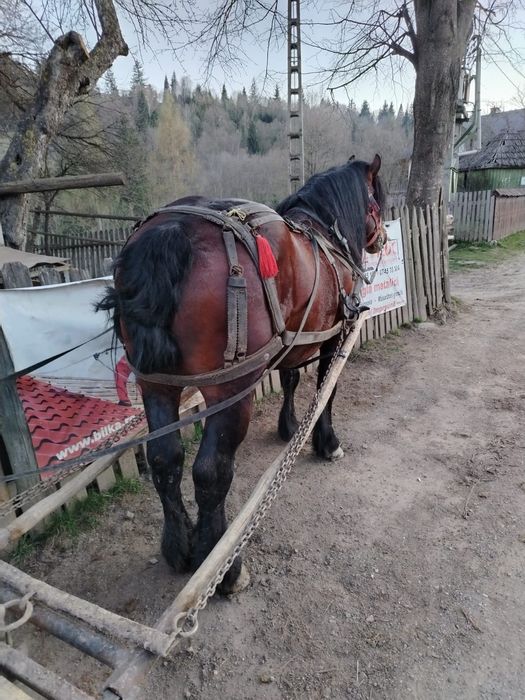Vând armăsar de 5 ani garantat la tras detalii la telefon
