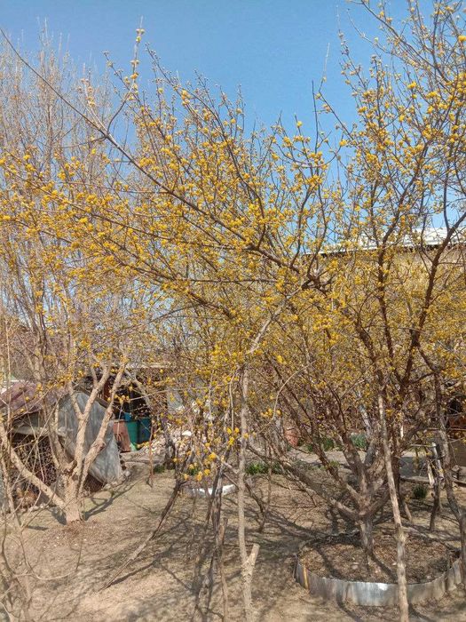 Саженцы Кизил садовый сорт