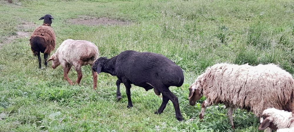 Продам кошкара алмалык винзавот