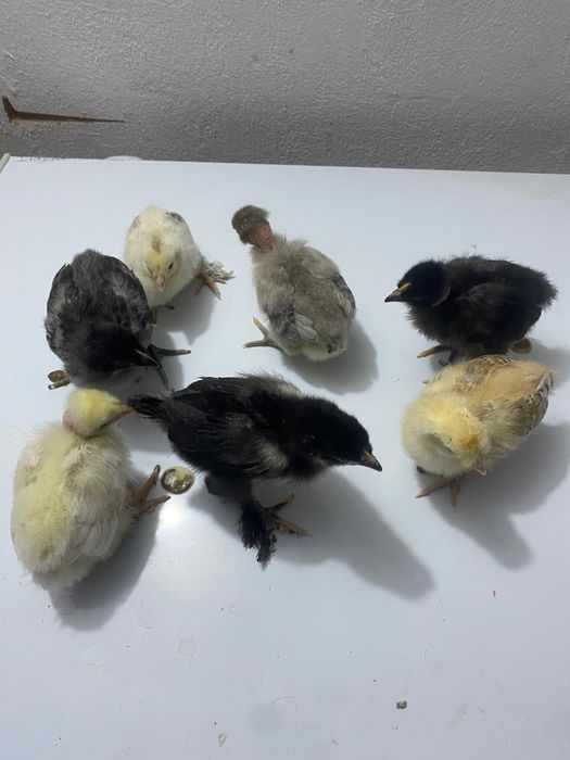 Уй тауык балапандары