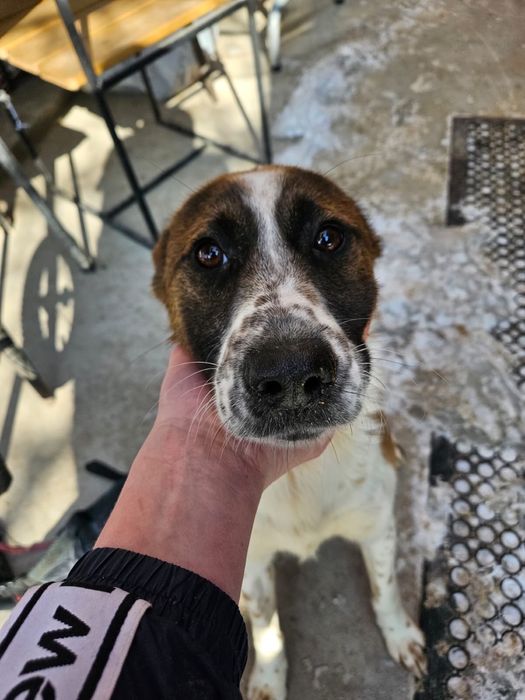 Щенок - подросток Коппер