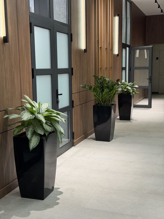 Тувакда хонаки гуллар, тайор комплект оптом ва донага