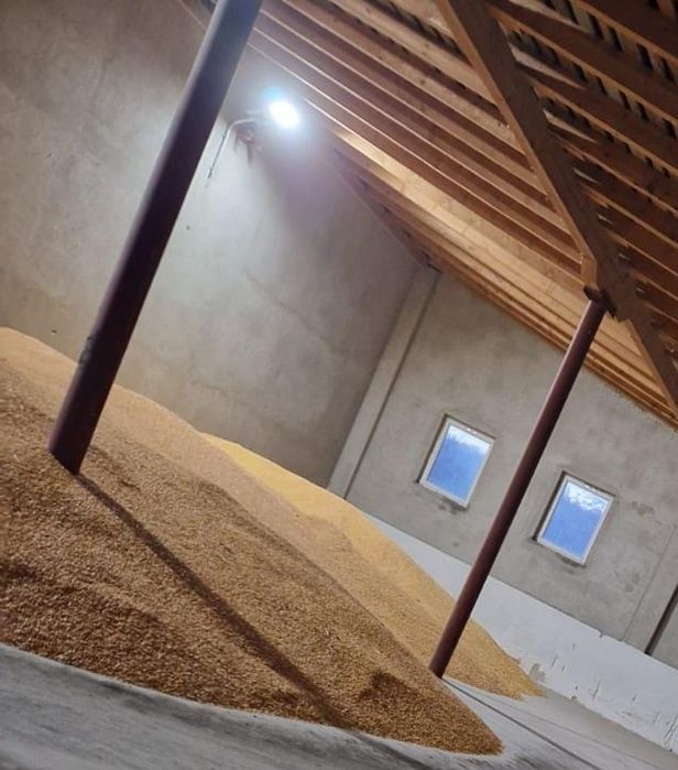 Vand porumb/baloti paie 2025 - 200 tone stoc umiditate 16.2-16.5