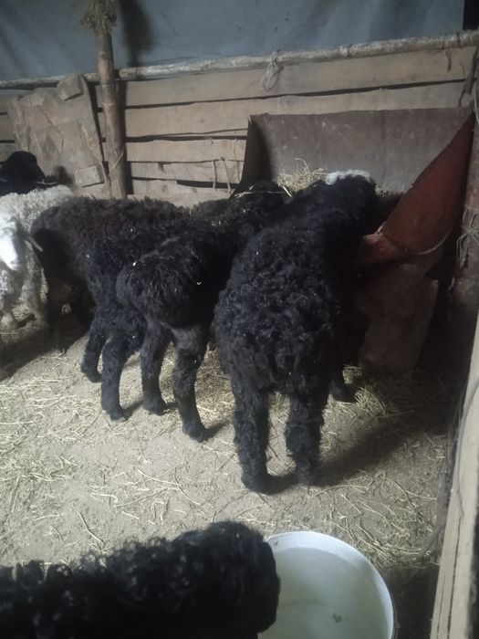 Козы сатылады козылар