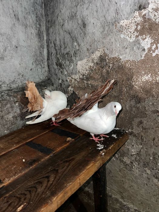 Продам голубей павлинов